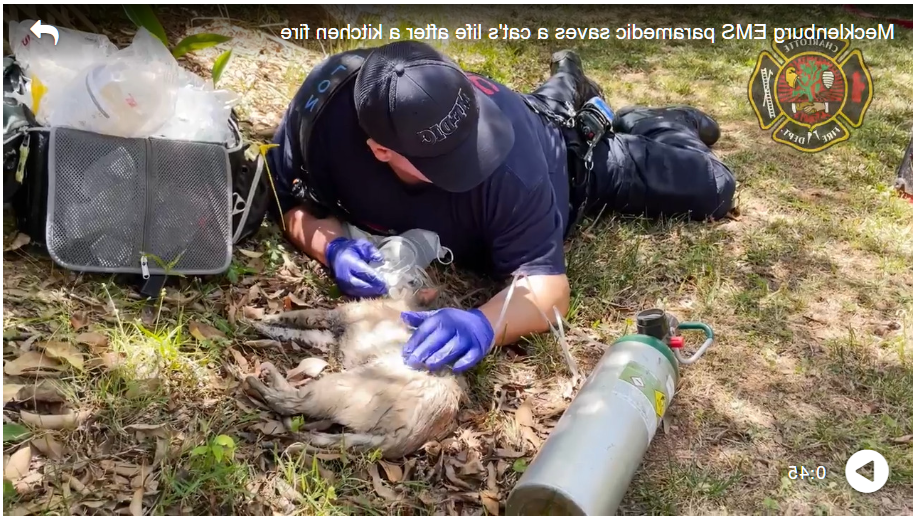 Watch as paramedic saves ‘fortunate kitty’ after east Charlotte fire